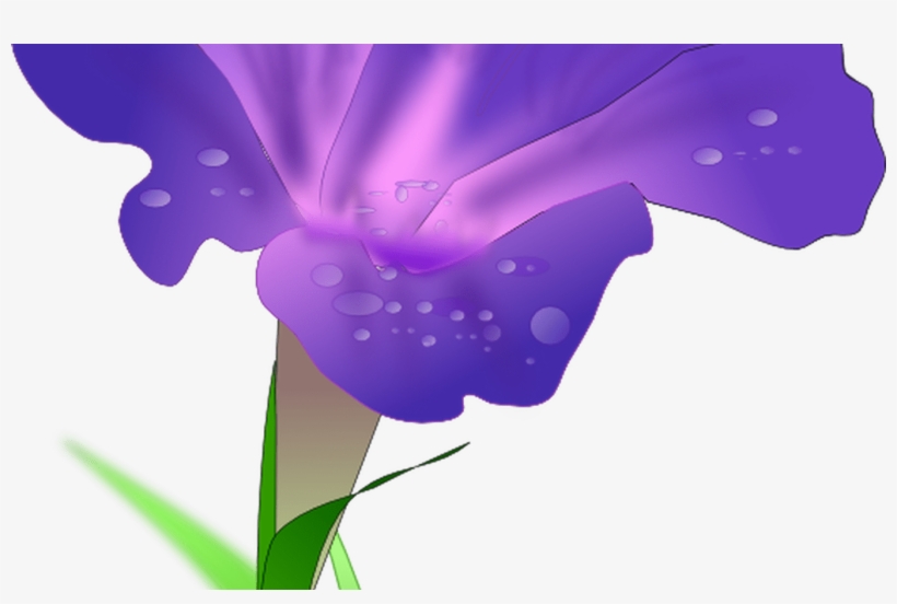 Iris Flower Clip Art Free Clipart Panda Free Clipart - Morning Glory Png, transparent png