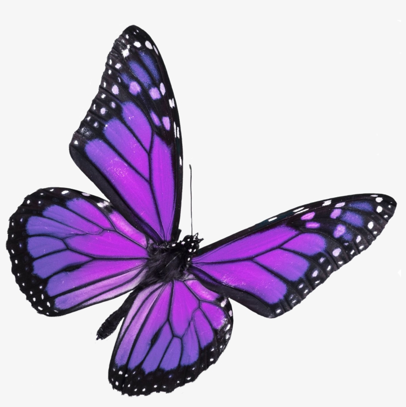 Butterfly Release - Celebrate Me - Lao Tzu Quotes Butterfly, transparent png