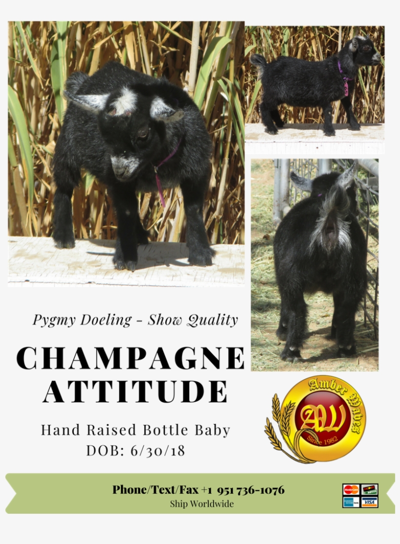 Gorgeous Show Quality African Pygmy Dog Kid - Goat, transparent png