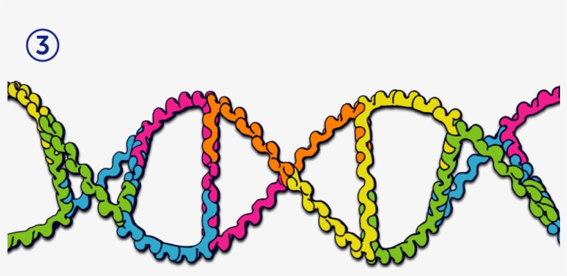 Dna3 - Nucleic Acid Double Helix, transparent png