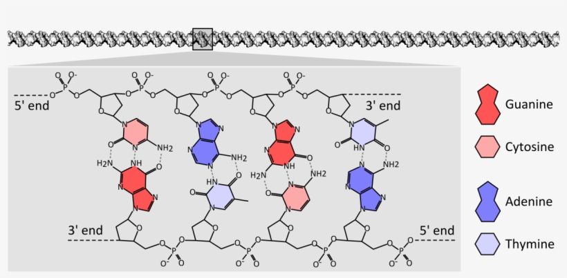Dna Chemical Structure Diagram Showing How The Double - Dna Bases Chemical Structure, transparent png