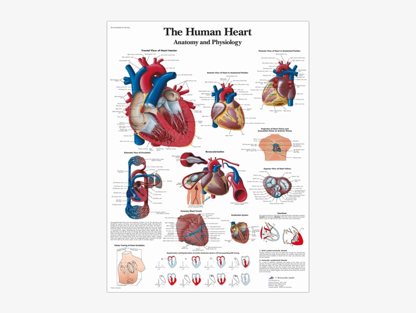 Anatomical Chart - Human Heart - Create Heart Healthy Environment, transparent png