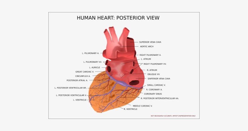 Ventrikel Hjärta, transparent png