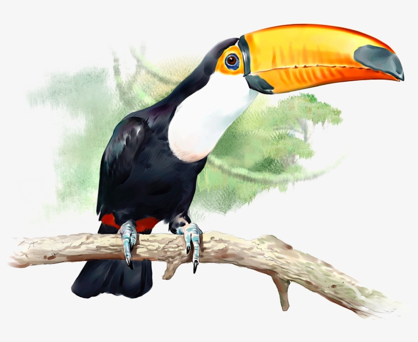 Tucán - Gift, transparent png