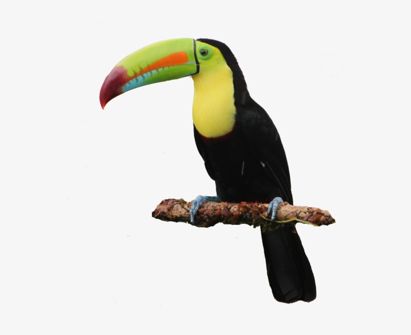 Tucan Costa Rica Png, transparent png