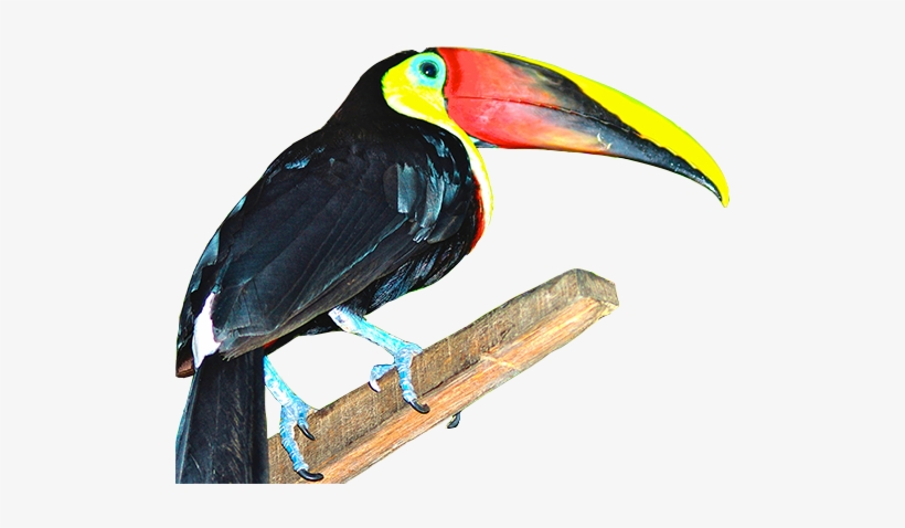 Images Of Student Travel With Tropical Birds - Student, transparent png