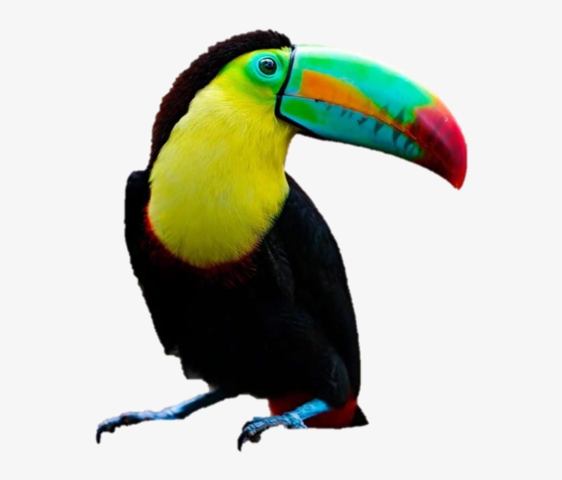 Tucán Real - Teo Rizzardi - Two Of Us, transparent png