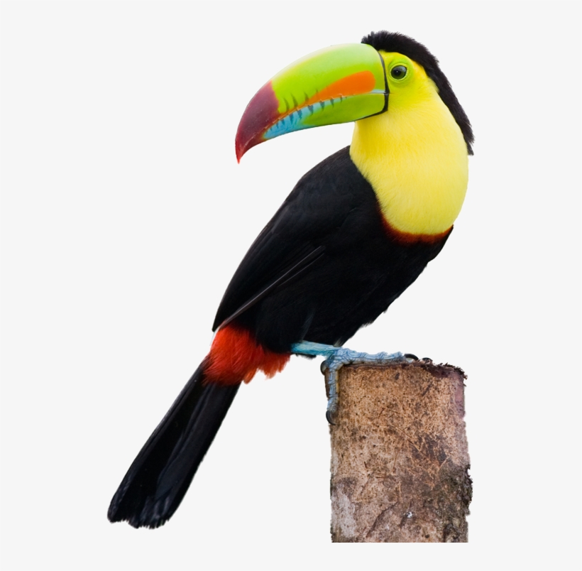 Toucans Clip Free Stock - Toucan Png, transparent png