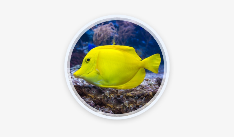 30 Jul 2016 - Coral Reef Fish, transparent png
