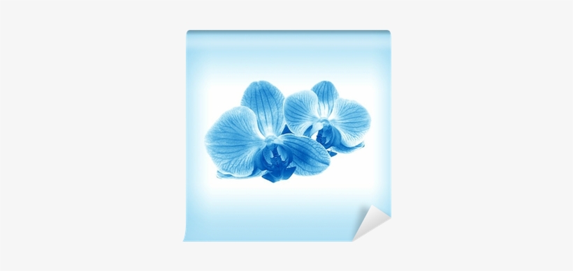 Beautiful Pink Orchid And Hi Note Cards (pk Of 20), transparent png