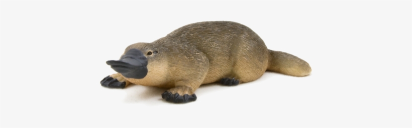 Duck Billed Platypus - Animal Planet - Duck Billed Platypus, transparent png
