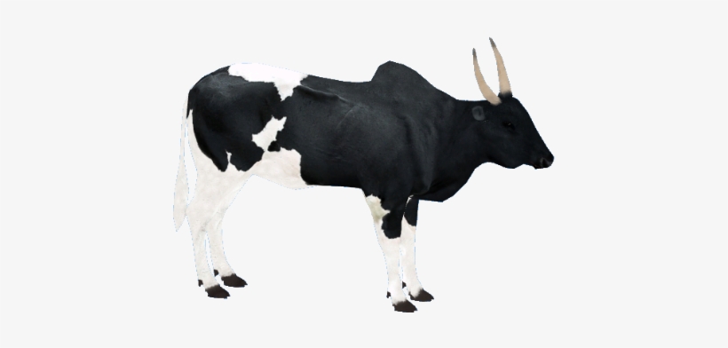 Madagascarzebu1 - Zoo Tycoon 2 Angus Cattle, transparent png
