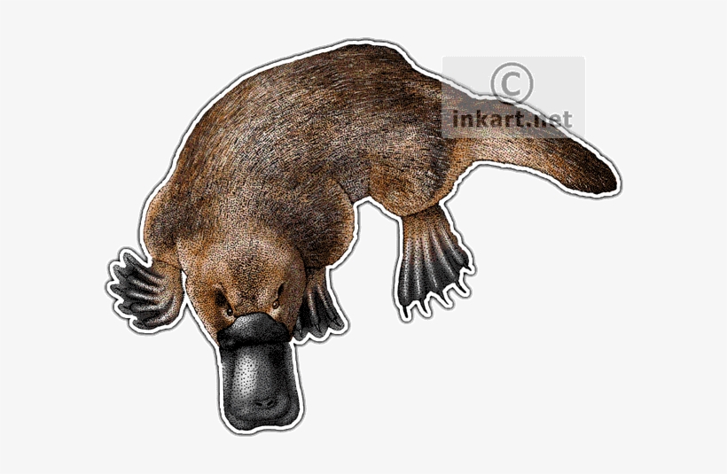Duck-billed Platypus Decal - Duck Billed Platypus Png, transparent png