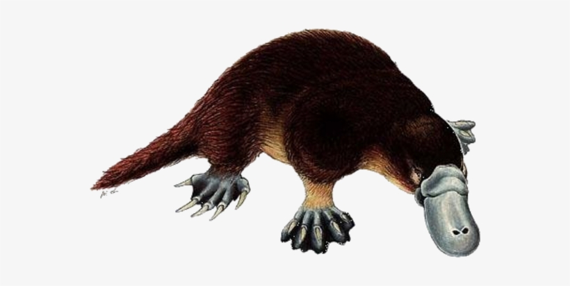 Platypus - Platypus Facts, transparent png