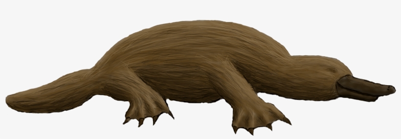 Preview - Platypus With No Background, transparent png