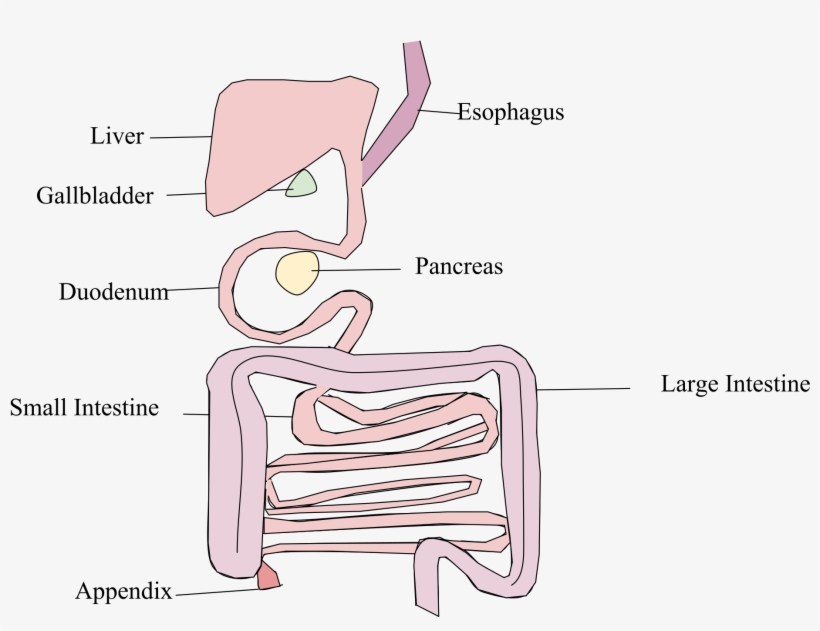 Open - Platypus Digestive System, transparent png