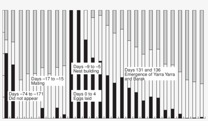 Amount Of Time The Female Platypus Koorina Spent In - Illustration, transparent png