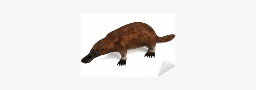 Ornitorrinco, transparent png