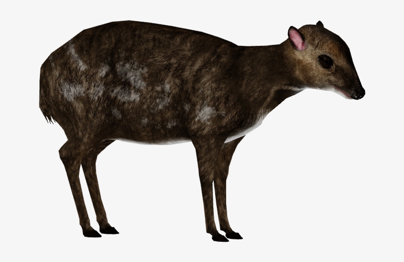 Indian Spotted Chevrotain 1 - Wiki, transparent png