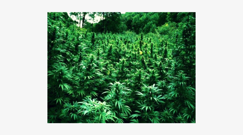 Weed - Ganja Paradise, transparent png