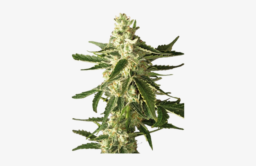 Great White Shark Feminized Cannabis Seeds - Seed, transparent png