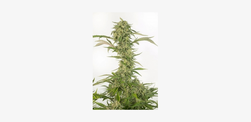 Dinafem / Fem 10 Pack / Og Kush Cbd Automatic - Mobydick Xxl Auto Dinafem, transparent png