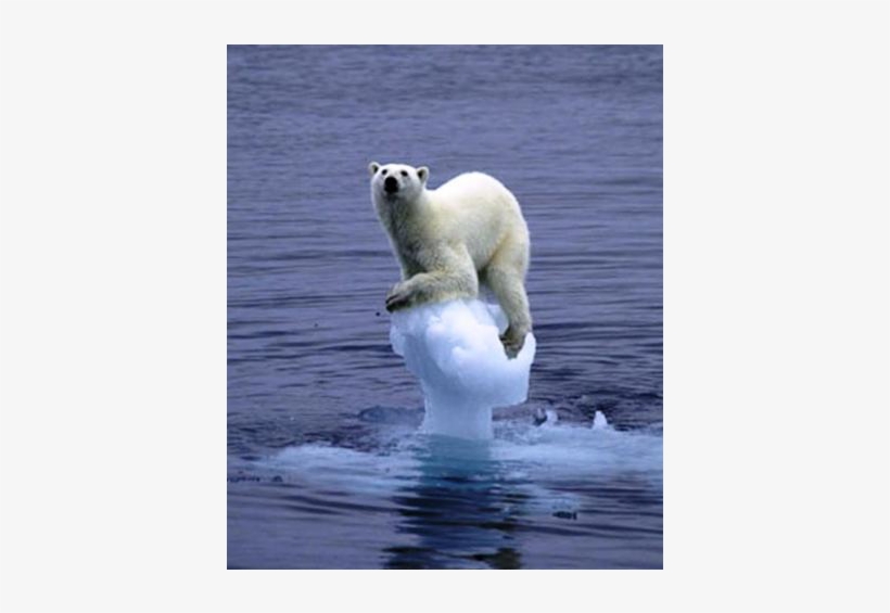 2094700242 Fd4a1b782c O - Global Warming Polar Bear, transparent png