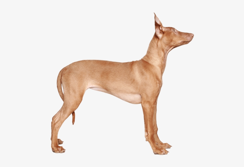 Appearance Of Pharaoh Hound - Pharaoh Hound, transparent png