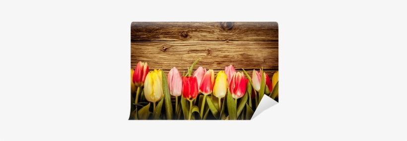 Beautiful Fresh Tulip Border On Rustic Wood Wall Mural - Wood, transparent png