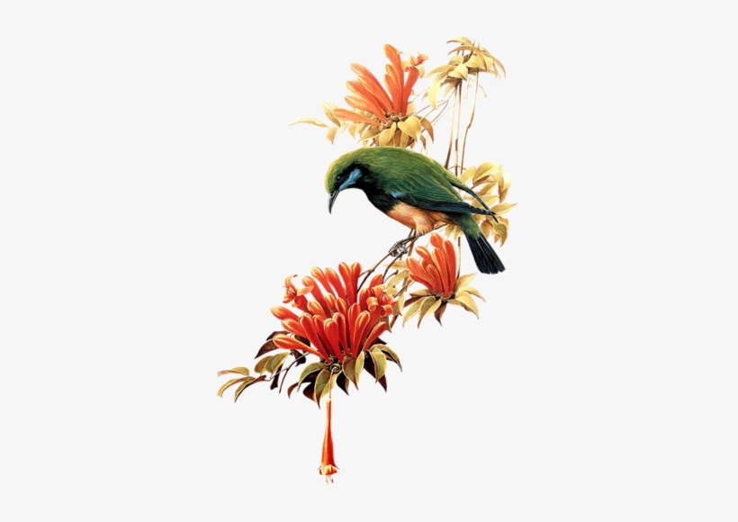 Birds On Branches - Birds, transparent png