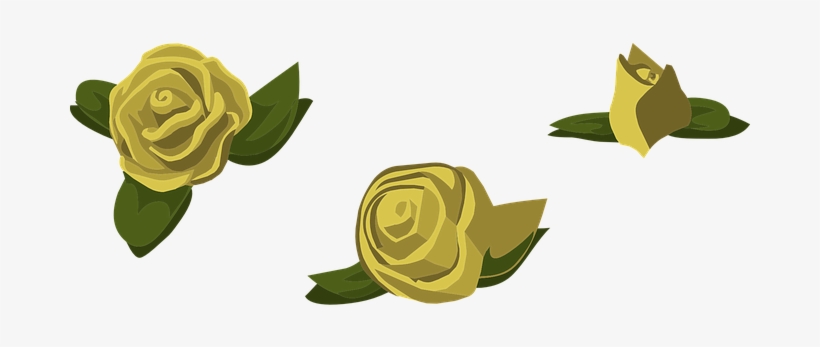 Roses, Yellow, Flowers, Buds, Blooms - Garden Roses, transparent png