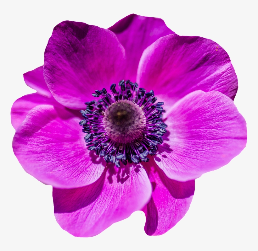 Peel N Stick Poster Of Poppy Flower Bloom Purple Blossom - Collage: Notebook 150 Lined Pages 5 X 8 [book], transparent png