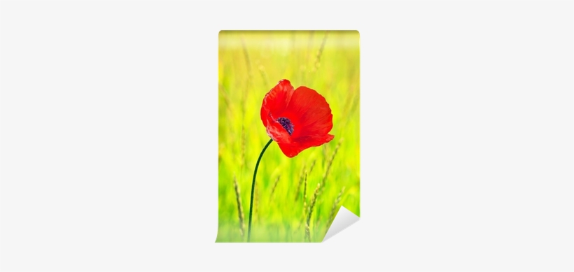 Corn Poppy, transparent png