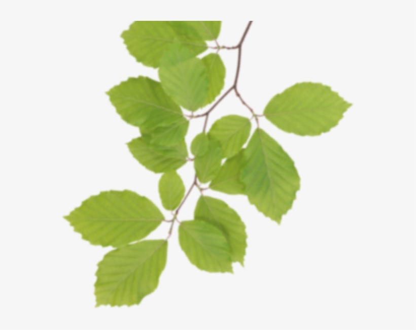 Real Leaves Png Clipart - Real Leaves Clipart, transparent png