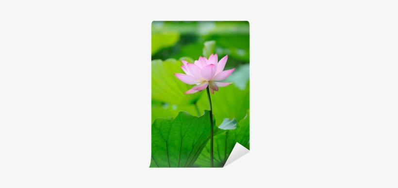 Sacred Lotus, transparent png