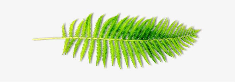 Fern, transparent png