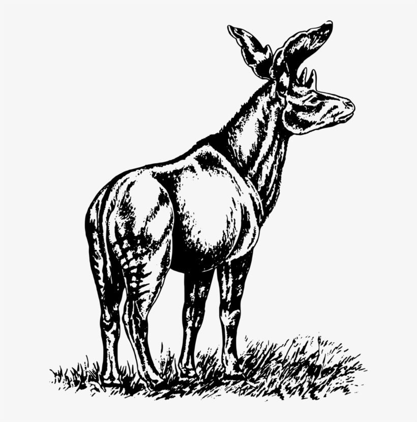 Mule Mahadeva Donkey Horse Download - Clip Art, transparent png