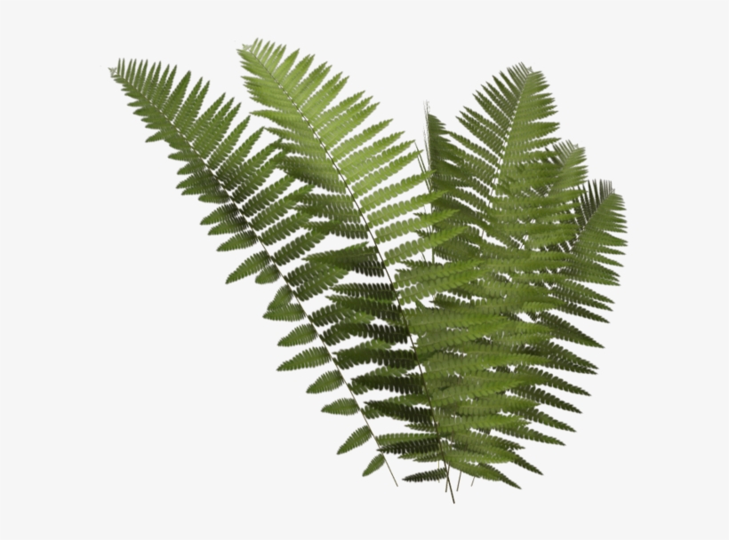 Leptosporangiate Fern Plant Clip Art - Ferns Png, transparent png