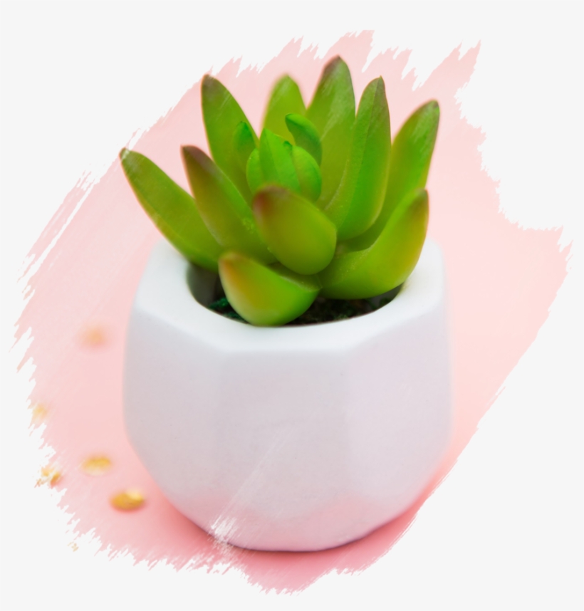 Succulent Brushed, transparent png
