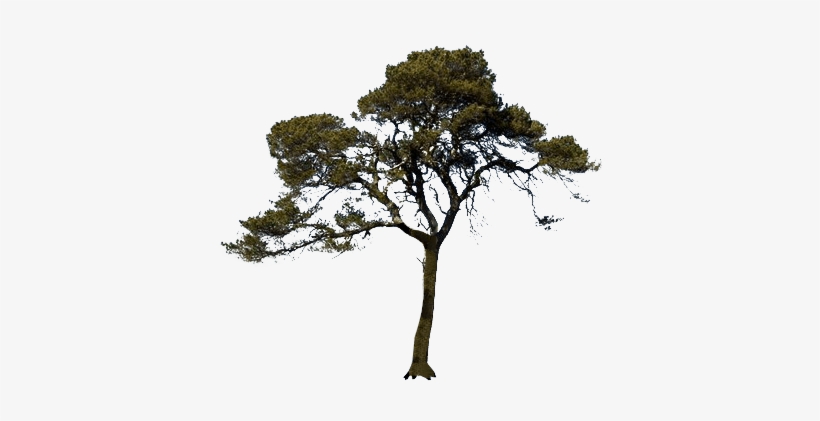 California Live Oak, transparent png