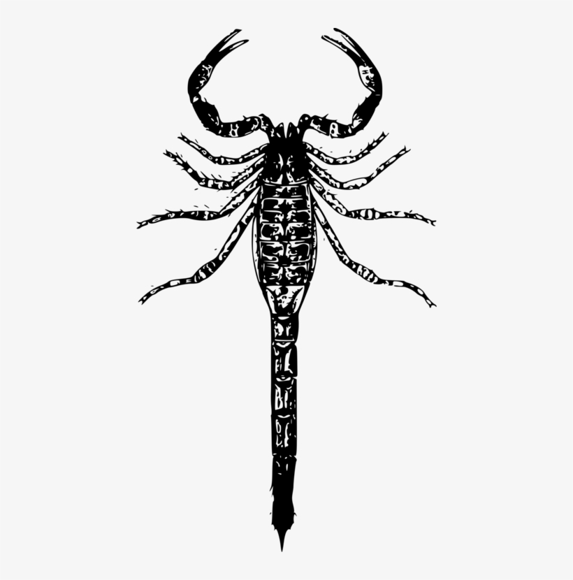 Scorpion T-shirt Designer Poison Opisthacanthus Rugiceps - Scorpion Png, transparent png