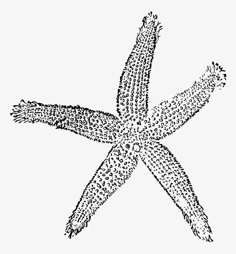Drawing Starfish Colour - Fish Clip Art, transparent png