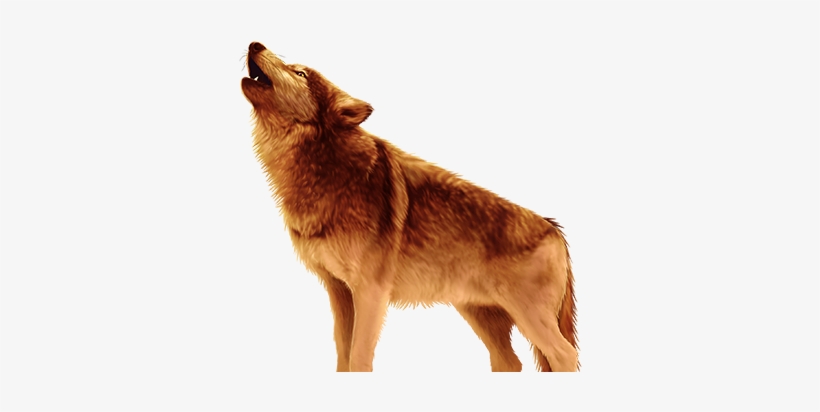 Stackin Wolf Character - Wolf, transparent png