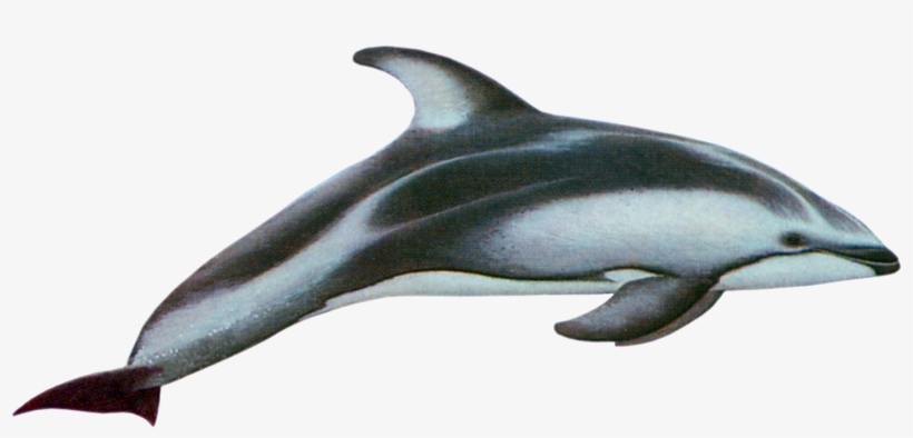Image - Pacific White Sided Dolphin Png, transparent png