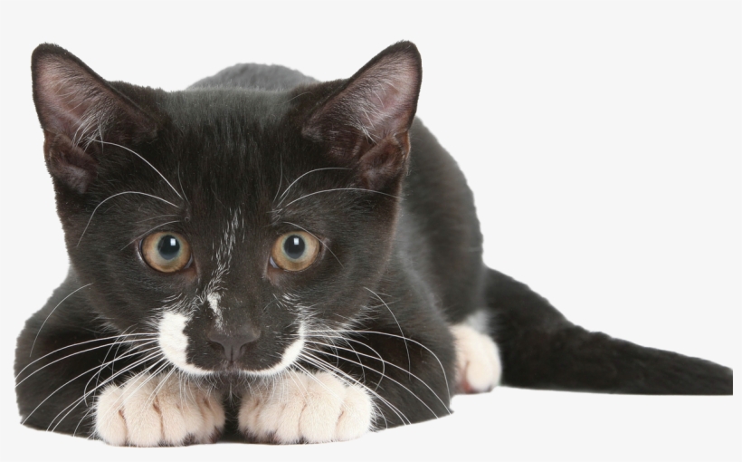 Cat Black Png - Cat Sense, transparent png