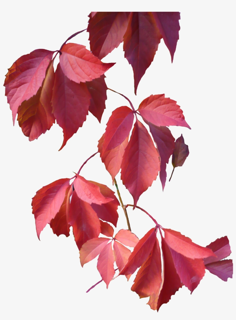 Leaves Png Image - Autumn Leaves Png, transparent png
