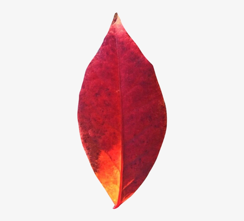 Autumn Leaf Png Transparent Image - Leaf, transparent png