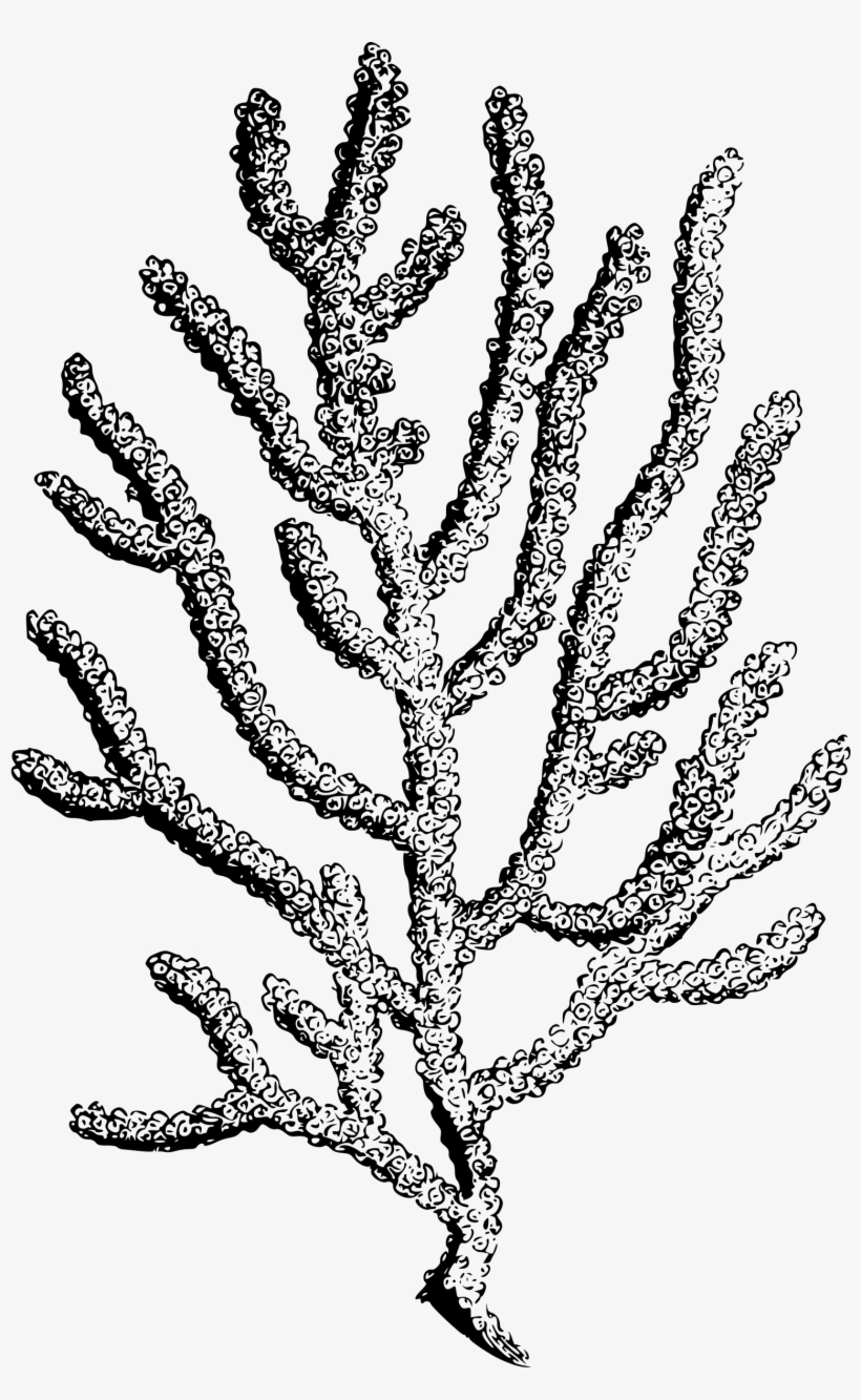 Png Stock Coral Big Image Png - Coral Drawing No Background, transparent png