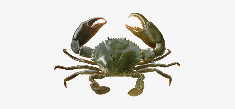 Crab Transparent Background - Crab Kerala, transparent png