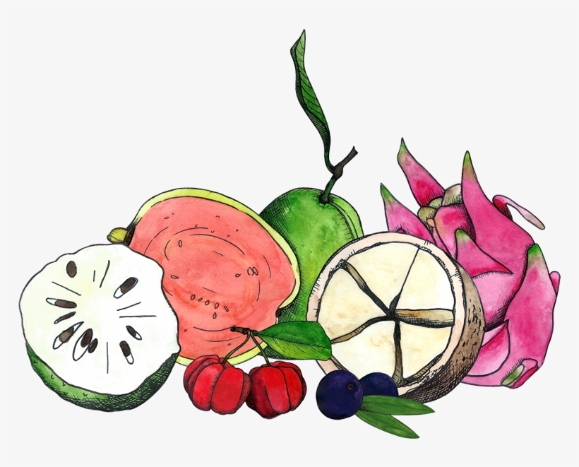 Drawings Of Graviola, Acerola, Goiaba, Pitaya, Cupuacu, - Illustration, transparent png